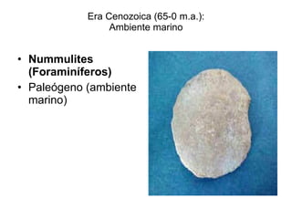 Era Cenozoica (65-0 m.a.): Ambiente marino ,[object Object],[object Object]