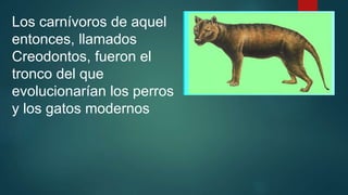 Los carnívoros de aquel
entonces, llamados
Creodontos, fueron el
tronco del que
evolucionarían los perros
y los gatos modernos
 