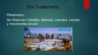 Era Cuaternaria
Pleistoceno:
Se Observan Caballos, Mamuts, Lanudos, Leones
y rinocerontes lanudo
 