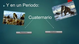  Y en un Periodo:
Cuaternario
Pleistoceno Holoceno
 