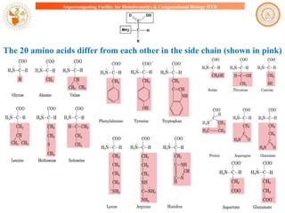 Supercomputing Facility for Bioinformatics & Computational Biology IITD

The 20 amino acids differ from each other in the side chain (shown in pink)

 
