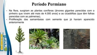 Período Permiano
- Na flora, surgiram as plantas coníferas (árvores gigantes parecidas com o
pinheiro que vivem até mais de 4.000 anos) e as cicadófitas (que têm folhas
parecidas com as palmeiras),
- Proliferação das samambaias com semente que já haviam aparecido
anteriormente
 