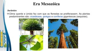 Era Mesozóica
Jurássico
Clima quente e úmido fez com que as florestas se proliferassem. As plantas
predominantes são: cicadáceas, ginkgos e coníferas gigantescas (sequoias).
 