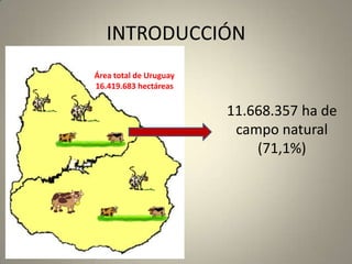 INTRODUCCIÓN Área total de Uruguay 16.419.683 hectáreas 11.668.357 ha de campo natural (71,1%) 