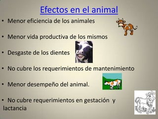 Alta producción de semillas de alta fecundidad y pequeño tamaño