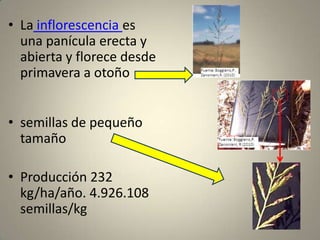 Ausencia de enemigos naturales