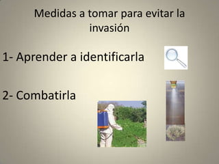 Focosregistrados en el PaísDiseminada por el norte se han encontrando plantas a 200 km de la frontera. De este a oeste se ha constatado su presencia por las banquinas de la Ruta. Melo y Tacuarembó donde las manchas de plantas ocupan mayor área y son más frecuentesSe puede encontrar plantas en todo el país.La zona de alta invasión a 50 km. A lo largo de la frontera con Brasil.