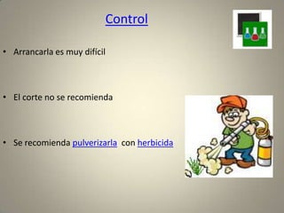  Se ubicaprincipalmente en las banquinas de las rutas, en zonas pedregosas, en potreros de ferias, en caminos de ingreso a los campos etc. Es capaz de colonizar  zonas que nadie más coloniza, es importante evitar que desde estas zonas se traslade hacia adentro de los campos e invada los mismos.