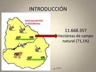 INTRODUCCIÓN Total área del País 16.419.683 Has 11.668.357 hectáreas de campo natural (71,1%) 