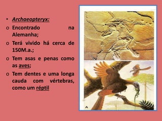 • Archaeopteryx:
o Encontrado na
Alemanha;
o Terá vivido há cerca de
150M.a.;
o Tem asas e penas como
as aves;
o Tem dentes e uma longa
cauda com vértebras,
como um réptil
 