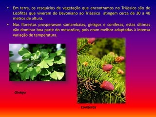 • Em terra, os resquícios de vegetação que encontramos no Triássico são de
Licófitas que viveram do Devoniano ao Triássico atingem cerca de 30 a 40
metros de altura.
• Nas florestas prosperavam samambaias, ginkgos e coniferas, estas últimas
vão dominar boa parte do mesozóico, pois eram melhor adaptadas à intensa
variação de temperatura.
Ginkgo
Coniferas
 