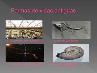  Brachiosaurus (Jurásico) Ictiosaurio (Jurásico)
 Quetzalcoatlus (Cretácico) Ammonites (Cretácico)
 