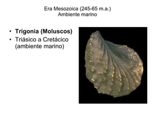 Era Mesozoica (245-65 m.a.) Ambiente marino ,[object Object],[object Object]
