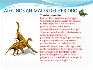 ALGUNOS ANIMALES DEL PERIODO
Tecodontosaurio
Especie: Thecodontosaurus Antiquus
Su nombre significa Lagarto Antiguo con
Dientes Pequeños. Vivió durante el
periodo Triásico tardío. Medía
aproximadamente tres metros de largo.
Tenía cuatro dedos en las patas traseras y
cinco en las delanteras. Es el
prosaurópodo más antiguo que se conoce.
Los prosaurópodos son los primeros
grandes dinosaurios herbívoros. Se
caracterizaban por tener cabeza pequeña,
cuello relativamente largo y patas traseras
más largas que las delanteras. Todos
poseían uñas grandes y curvas en los
pulgares. Los restos fósiles de esta especie
se han encontrado en Inglaterra.
 