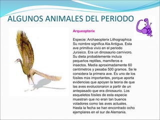 ALGUNOS ANIMALES DEL PERIODO
Arqueopterix
Especie: Archaeopterix Lithographica
Su nombre significa Ala Antigua. Esta
ave primitiva vivió en el periodo
Jurásico. Era un dinosaurio carnívoro.
Su dieta probablemente incluía
pequeños reptiles, mamíferos e
insectos. Medía aproximadamente 60
centímetros y pesaba 500 gramos. Se le
considera la primera ave. Es uno de los
fósiles más importantes, porque aporta
evidencias que apoyan la teoría de que
las aves evolucionaron a partir de un
antepasado que era dinosaurio. Los
esqueletos fósiles de esta especie
muestran que no eran tan buenos
voladores como las aves actuales.
Hasta la fecha se han encontrado ocho
ejemplares en el sur de Alemania.
 
