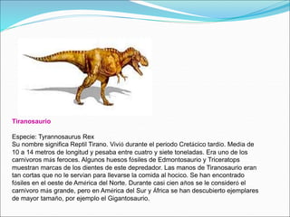 Tiranosaurio
Especie: Tyrannosaurus Rex
Su nombre significa Reptil Tirano. Vivió durante el periodo Cretácico tardío. Medía de
10 a 14 metros de longitud y pesaba entre cuatro y siete toneladas. Era uno de los
carnívoros más feroces. Algunos huesos fósiles de Edmontosaurio y Triceratops
muestran marcas de los dientes de este depredador. Las manos de Tiranosaurio eran
tan cortas que no le servían para llevarse la comida al hocico. Se han encontrado
fósiles en el oeste de América del Norte. Durante casi cien años se le consideró el
carnívoro más grande, pero en América del Sur y África se han descubierto ejemplares
de mayor tamaño, por ejemplo el Gigantosaurio.
 