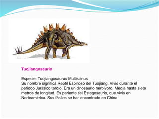Tuojiangosaurio
Especie: Tuojiangosaurus Multispinus
Su nombre significa Reptil Espinoso del Tuojiang. Vivió durante el
periodo Jurásico tardío. Era un dinosaurio herbívoro. Medía hasta siete
metros de longitud. Es pariente del Estegosaurio, que vivió en
Norteamérica. Sus fósiles se han encontrado en China.
 