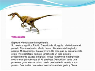 Velociraptor
Especie: Velociraptor Mongoliensis
Su nombre significa Rápido Cazador de Mongolia. Vivió durante el
periodo Cretácico tardío. Medía hasta 1.8 metros de longitud y
pesaba 15 kilogramos. Era carnívoro. Se cree que su presa favorita
era el Protoceratops. Tenía el tamaño de un lobo actual y
probablemente cazaba en grupo, lo que le permitía matar presas
mucho más grandes que él. Al igual que Deinonicus, tenía una
poderosa garra en sus patas, con la que hería de muerte a sus
presas. Sus fósiles han sido encontrados en Mongolia y China.
 