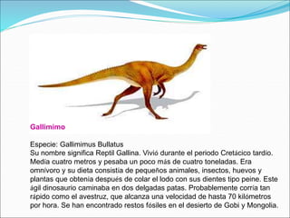 Gallimimo
Especie: Gallimimus Bullatus
Su nombre significa Reptil Gallina. Vivió durante el periodo Cretácico tardío.
Medía cuatro metros y pesaba un poco más de cuatro toneladas. Era
omnívoro y su dieta consistía de pequeños animales, insectos, huevos y
plantas que obtenía después de colar el lodo con sus dientes tipo peine. Este
ágil dinosaurio caminaba en dos delgadas patas. Probablemente corría tan
rápido como el avestruz, que alcanza una velocidad de hasta 70 kilómetros
por hora. Se han encontrado restos fósiles en el desierto de Gobi y Mongolia.
 