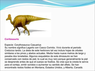 Coritosaurio
Especie: Corythosaurus Casuarius
Su nombre significa Lagarto con Casco Corintio. Vivió durante el periodo
Cretácico tardío. La dieta de este herbívoro tal vez incluía hojas de árboles
similares a los pinos y abetos actuales. Medía hasta nueve metros de largo y
pesaba dos toneladas. Algunos esqueletos de este dinosaurio se han
conservado con restos de piel, lo cual es muy raro porque generalmente la piel
se desprende antes de que el cuerpo se fosilice. Se cree que la cresta le servía
para el cortejo, emitir sonidos o aumentar su sentido del olfato. Se han
encontrado restos fósiles en Montana, Estados Unidos, y Alberta, Canadá.
 
