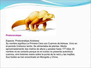 Protoceratops
Especie: Protoceratops Andrewsi
Su nombre significa La Primera Cara con Cuernos de Adrews. Vivió en
el periodo Cretácico tardío. Se alimentaba de plantas. Medía
aproximadamente dos metros de altura y pesaba hasta 177 kilos. El
nombre no es correcto porque en el cráneo no presenta auténticos
cuernos, sino botones óseos sobre la punta de la nariz y las mejillas.
Sus fósiles se han encontrado en Mongolia y China.
 