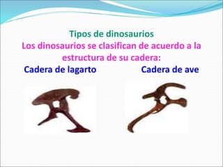 Tipos de dinosaurios
Los dinosaurios se clasifican de acuerdo a la
estructura de su cadera:
Cadera de lagarto Cadera de ave
 