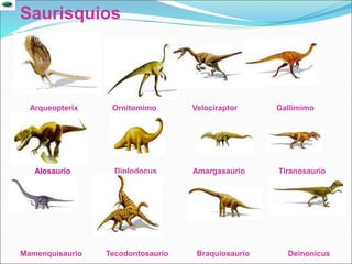 Arqueopterix Ornitomimo Velociraptor Gallimimo
Saurisquios
Alosaurio Diplodocus Amargasaurio Tiranosaurio
Mamenquisaurio Tecodontosaurio Braquiosaurio Deinonicus
 