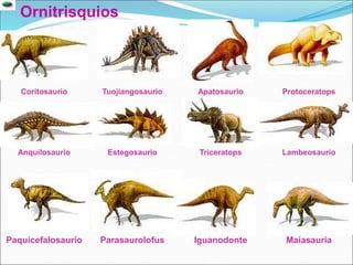 Ornitrisquios
Coritosaurio Tuojiangosaurio Apatosaurio Protoceratops
Anquilosaurio Estegosaurio Triceratops Lambeosaurio
Paquicefalosaurio Parasaurolofus Iguanodonte Maiasauria
 
