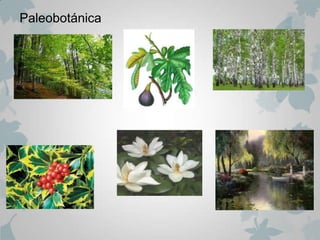 Paleobotánica
 