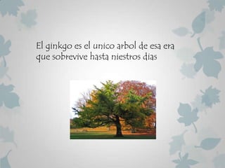 El ginkgo es el unico arbol de esa era
que sobrevive hasta niestros dias
 