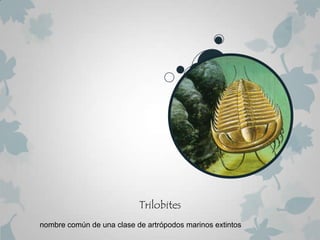 Trilobites
nombre común de una clase de artrópodos marinos extintos
 