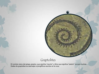 Graptolites
El nombre viene del griego graptos, que significa "escrito" y lithos que significa "piedra", ya que muchos
fósiles de graptolites se asemejan a jeroglíficos escritos en la roca.
 