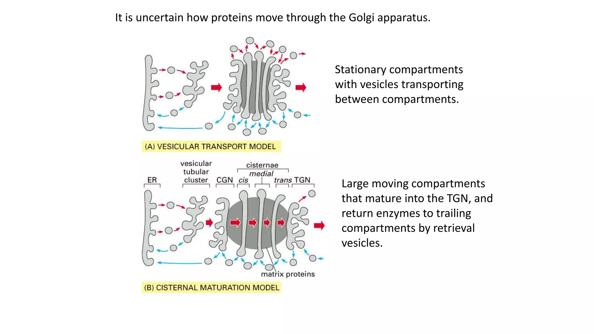 cell organelles- Endoplasmic reticulum and Golgi bodies | PPTX
