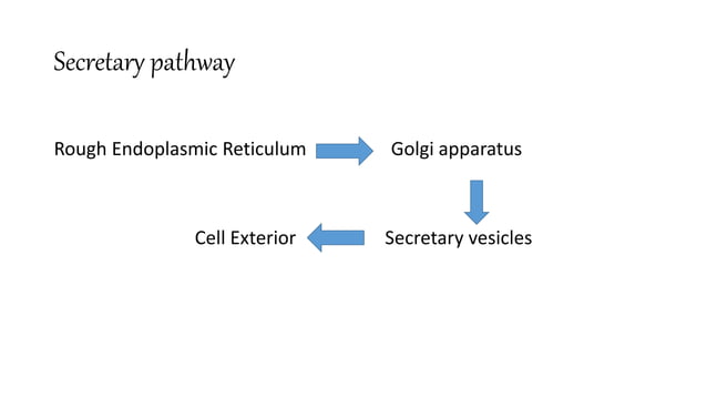 cell organelles- Endoplasmic reticulum and Golgi bodies | PPT