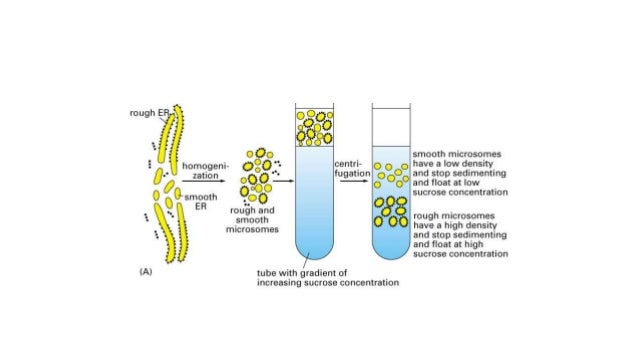 cell organelles- Endoplasmic reticulum and Golgi bodies