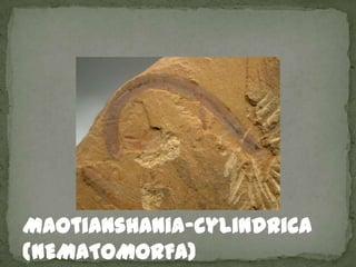 Maotianshania-cylindrica
(NEMATOMORFA)
 