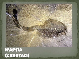 WAPTIA
(CRUSTACI)
 