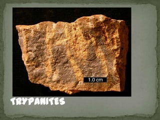 TRYPANITES
 