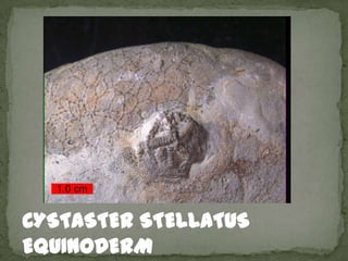 CYSTASTER STELLATUS
EQUINODERM
 