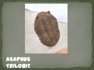 ASAPHUS
TRILOBIT
 