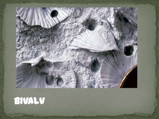BIVALV
 