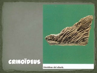 CRINOÏDEUS
 