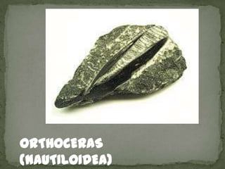 ORTHOCERAS
(NAUTILOIDEA)
 