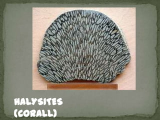 HALYSITES
(CORALL)
 