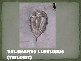 DALMANITES LIMULURUS
(TRILOBIT)
 
