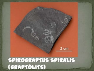 SPIROGRAPTUS SPIRALIS
(GRAPTÒLITS)
 