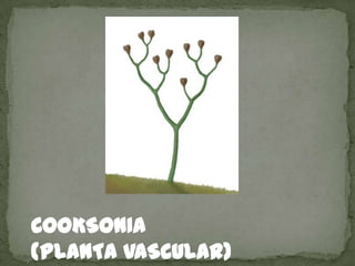 COOKSONIA
(PLANTA VASCULAR)
 