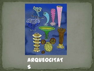 ARQUEOCITAT
S
 