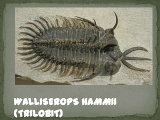 WALLISEROPS HAMMII
(TRILOBIT)
 