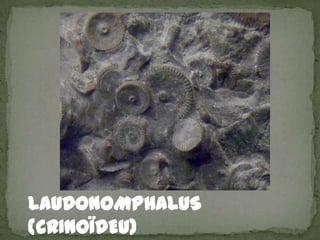 LAUDONOMPHALUS
(CRINOÏDEU)
 
